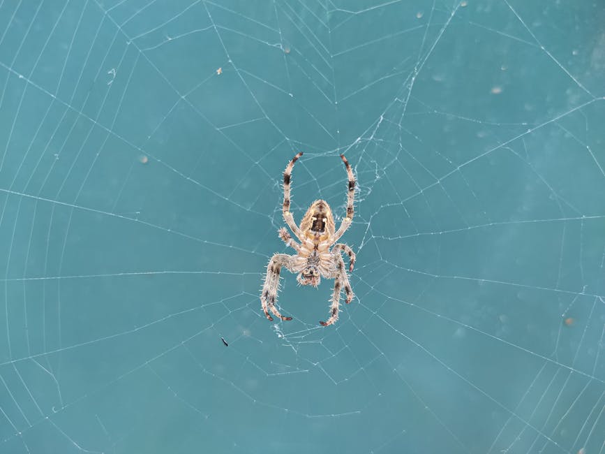 Spider